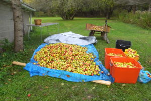 Just a few apples left for day two.